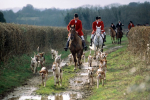 Foxhunt, dogs and hunters on trail