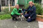 Anna Firth Battersea Cats & Dogs Home Visit